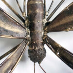 Vlinder metalen 3D Tuindecoratie | Kadeloo