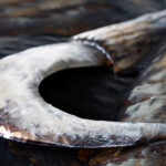 Metalen Schilderij 3D Olifant Gave Specials | Kadeloo
