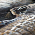 Metalen Schilderij 3D Olifant Gave Specials | Kadeloo