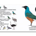 Houten vogel miniatuur 3kleur-Glansspreeuw | Kadeloo